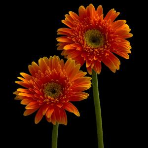 1-two-orange-gerbera-daisies-dawn-black